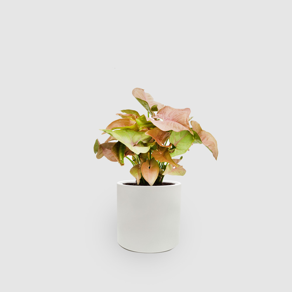 Syngonium Mini Ceramic