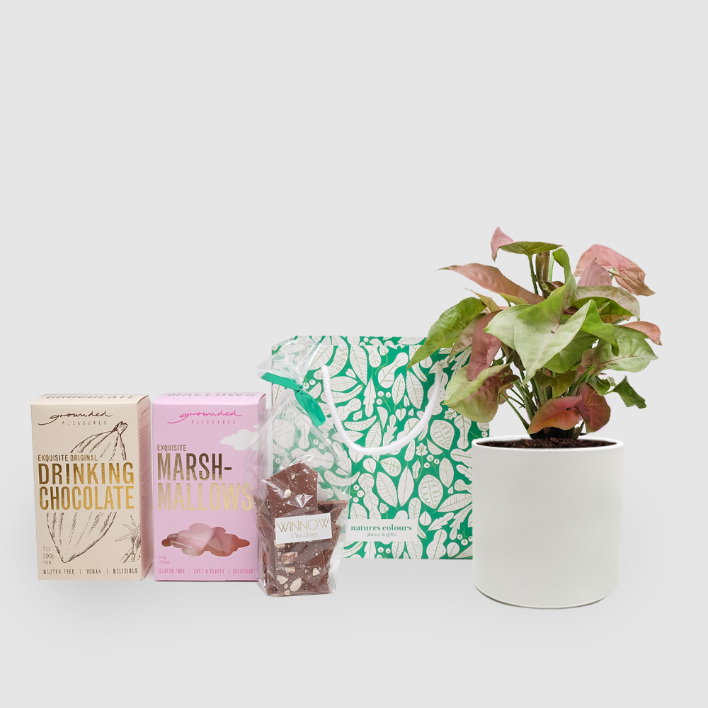 Syngonium Chocolate Bliss Living Gift Set
